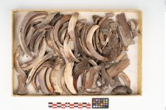 Foto von Tierknochenkonvolut (NHMW-PRAE-003518)